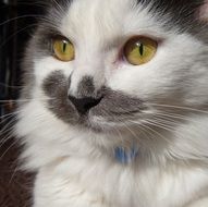 portrait of a domestic cat