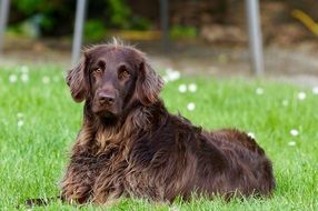 german longhaired pointer on green grass close up