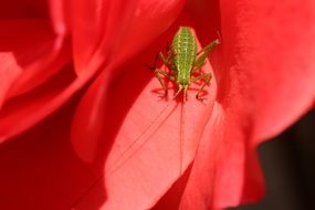 Viridissima on red flower