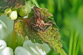 jumping spider on the leaf