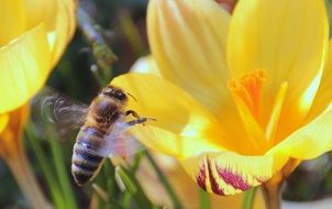 flying bee on a yellow flower on a blurred background