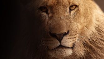 portrait of a young lion in the twilight