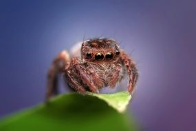 closeup of a jumping spider