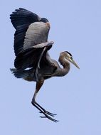 great blue heron with raised wings