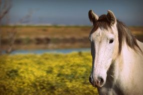 White Horse on the field