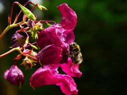 bee on himalayan balsam flower