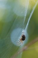 Close-up of the spider on a bright web