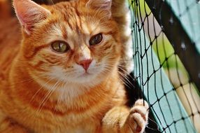 ginger cat lying on the ground near the grid