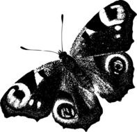 black and white painted butterfly