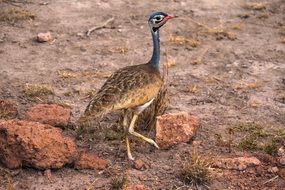 Bird on the safari in Africa