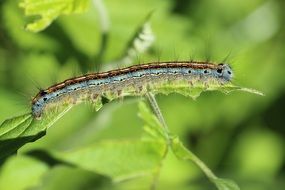 big green caterpillar eats leaves
