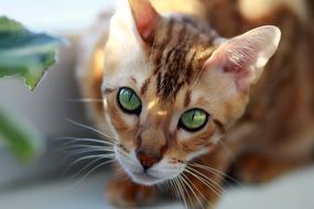 wonderful and beautiful Bengali Pet