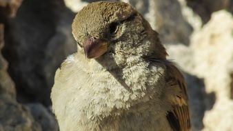 Sparrow in the wildlife