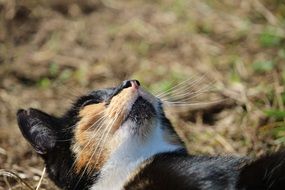 three coloured Cat head close up