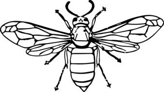 Wasp black and white drawing