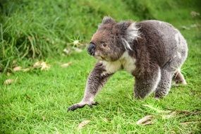 furry koala in Australia