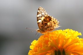 wonderful and beautiful orange Butterfly