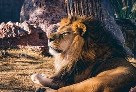 wonderful and beautiful Lion Animal