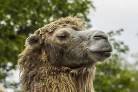 face of a camel