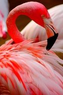 Flamingo, pink Bird