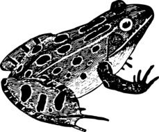 black and white painted frog