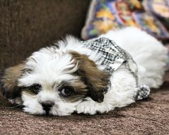 lhasa apso puppy