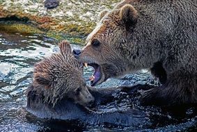 brown bear family in a pond