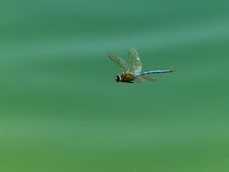 dragonfly in motion