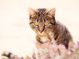 striped domestic cat in the garden