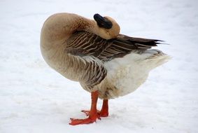 domestic goose in winter