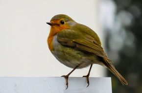 little songbird in the garden