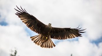 Red kite in the sky