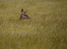 little deer among the tall grass