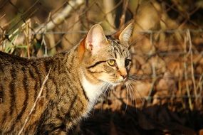 foraging young domestic cat