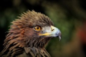 head of golden eagle close up