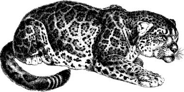 Jaguar, black and white drawing