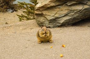 squirrel on the pacific coast