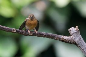 warbler on a branch in the tropics