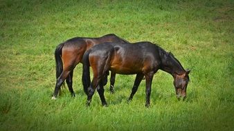 Horses grazing on the green grass