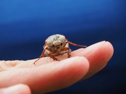 macro photo of a beetle on a human hand