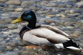 Ducks Mallards Birds