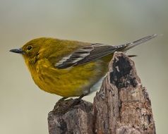 Pine warbler on the tree