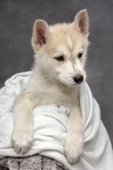 sweet puppy in towel
