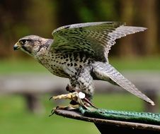 falcon- bird of prey