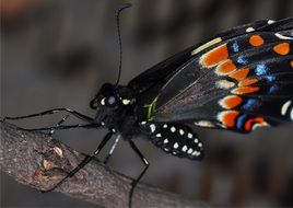 black butterfly macro photo