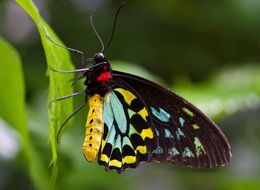 colorful Butterfly on green leaf, Macro