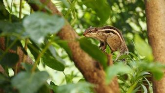 indian palm squirrel