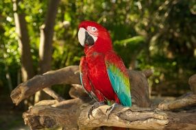 colorful parrot in wildlife