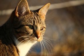 portrait of a kitten on a blurred background