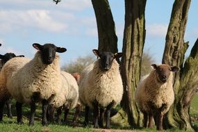 sheep stand near trees on the farm